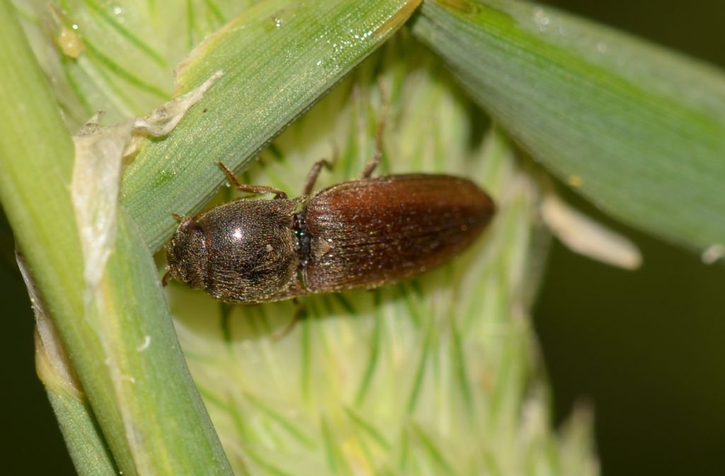 Elateridae: Agriotes brevis (cfr.)